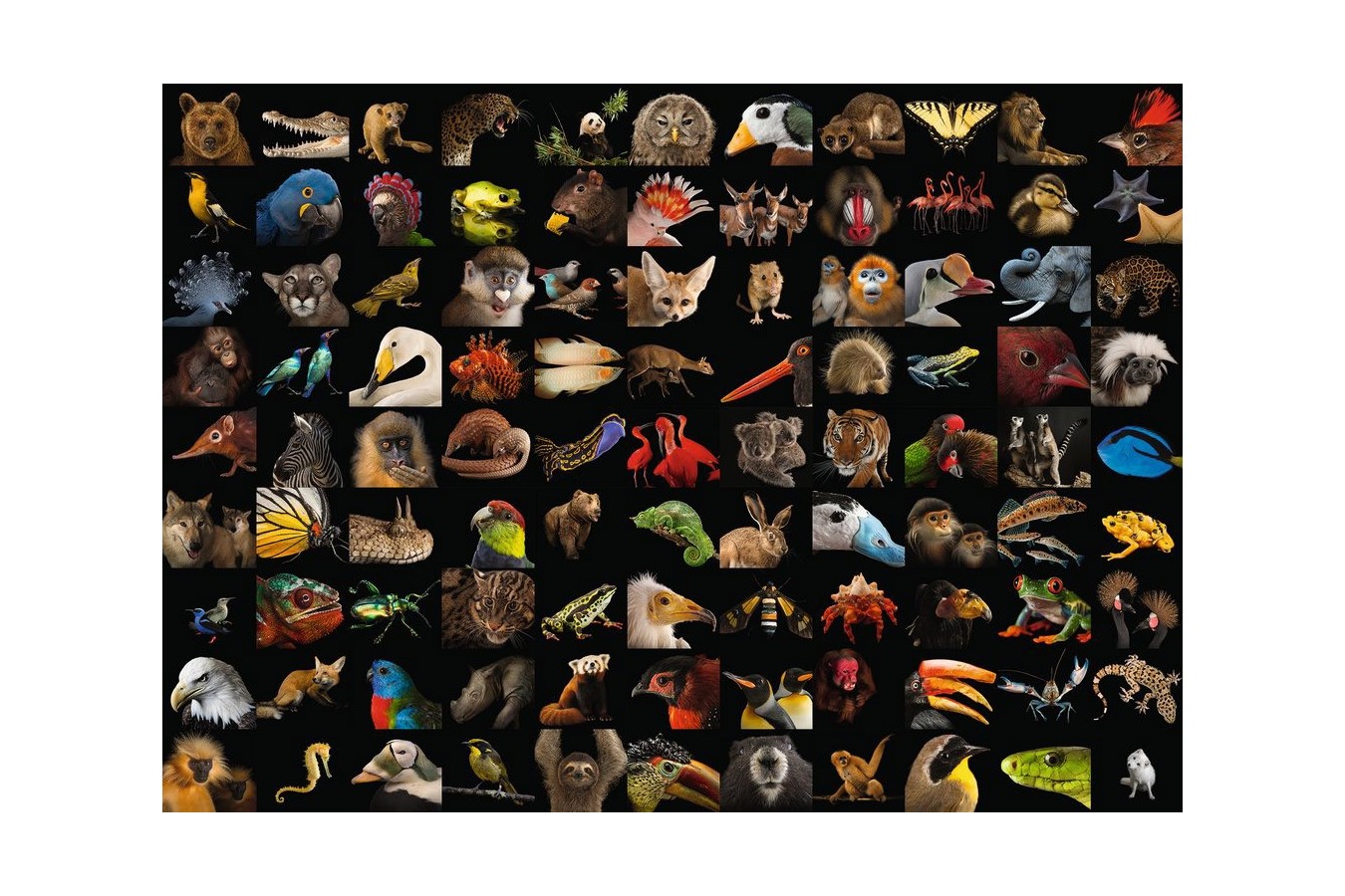 Puzzle Ravensburger - 99 Stunning Animals, 1.000 piese (15983)