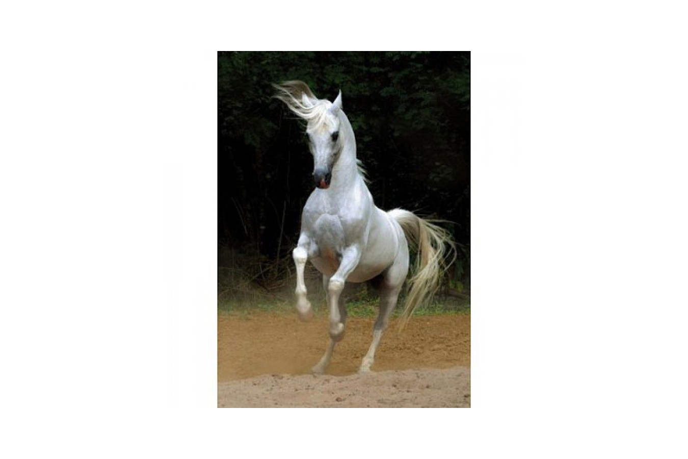 Puzzle D-Toys - Horses:: White Horse, 1.000 piese (DToys-65988-PH01)