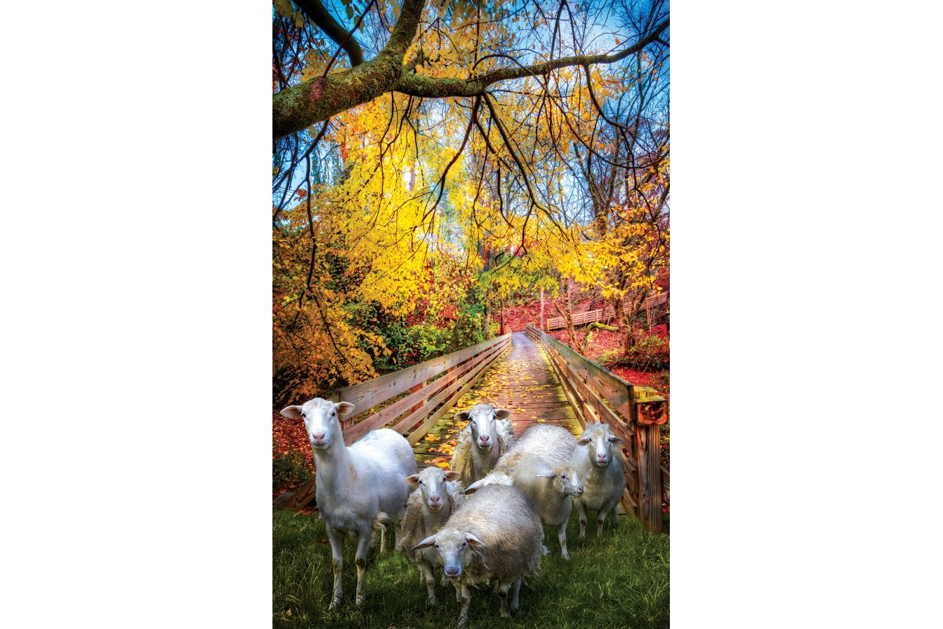 Puzzle SunsOut - Celebrate Life Gallery - Sheep Crossing, 550 piese (Sunsout-30136)