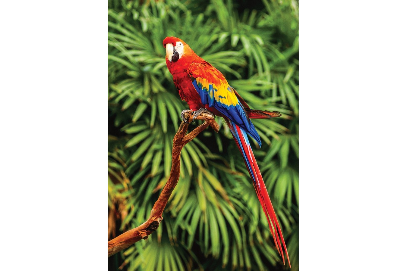 Puzzle KS Games - Scarlet Macaw, 100 piese (10111)