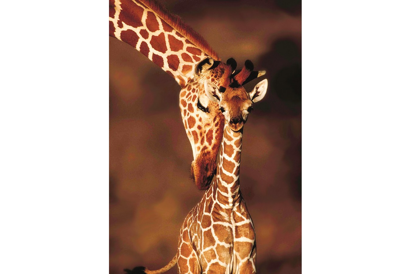 Puzzle KS Games - Stunning Giraffes, 100 piese (10112)