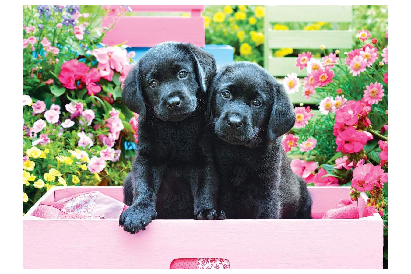 Puzzle Eurographics - Black Labs in Pink Box, 500 piese XXL (8500-5462)