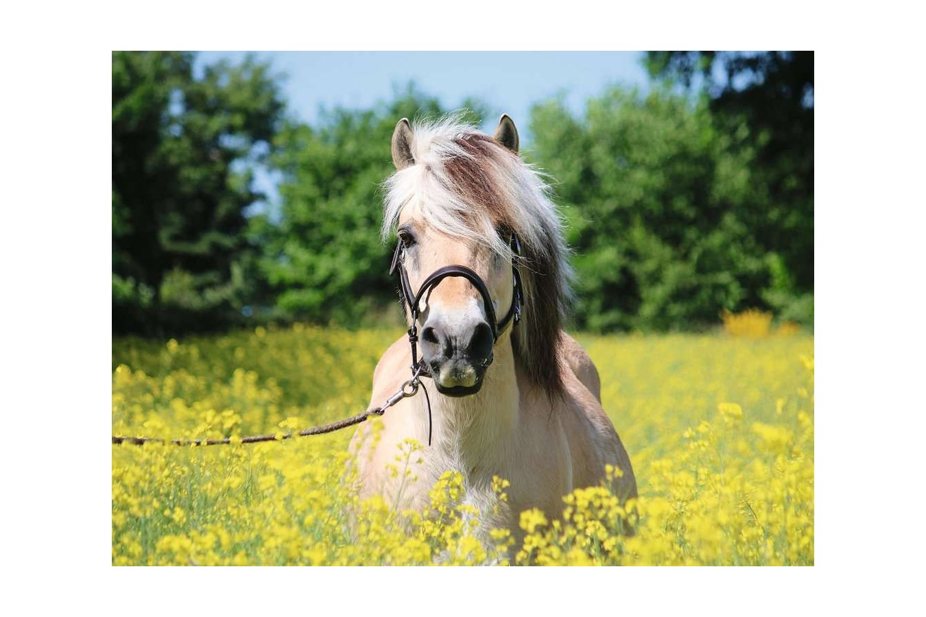 Puzzle Ravensburger - Horse in the Field of Flowers, 500 piese (15038)