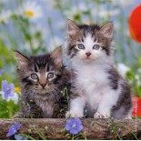 Puzzle Ravensburger -Kittens, 3X49 Piese (08046)