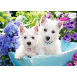 Puzzle Castorland -Westie Puppies, 60 Piese (066100)