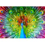 Puzzle 1000 piese Enjoy - Colorful Peacock (Enjoy-1251)
