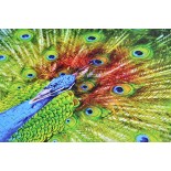 Puzzle 1000 piese Enjoy - Colorful Peacock (Enjoy-1251)