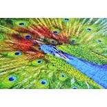 Puzzle 1000 piese Enjoy - Colorful Peacock (Enjoy-1251)