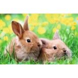 Puzzle mini Ravensburger -Animale, 54 Piese (09430)