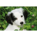 Puzzle mini Ravensburger -Animale, 54 Piese (09430)