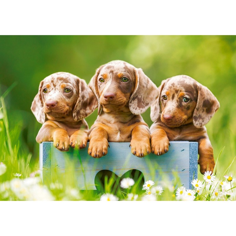 Puzzle 500 piese Castorland - Cute Puppies (Castorland-53605)