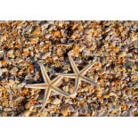 Puzzle 104 piese dificile Grafika Kids - Shells and Starfish (Grafika-F-31851)