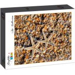 Puzzle 104 piese dificile Grafika Kids - Shells and Starfish (Grafika-F-31851)