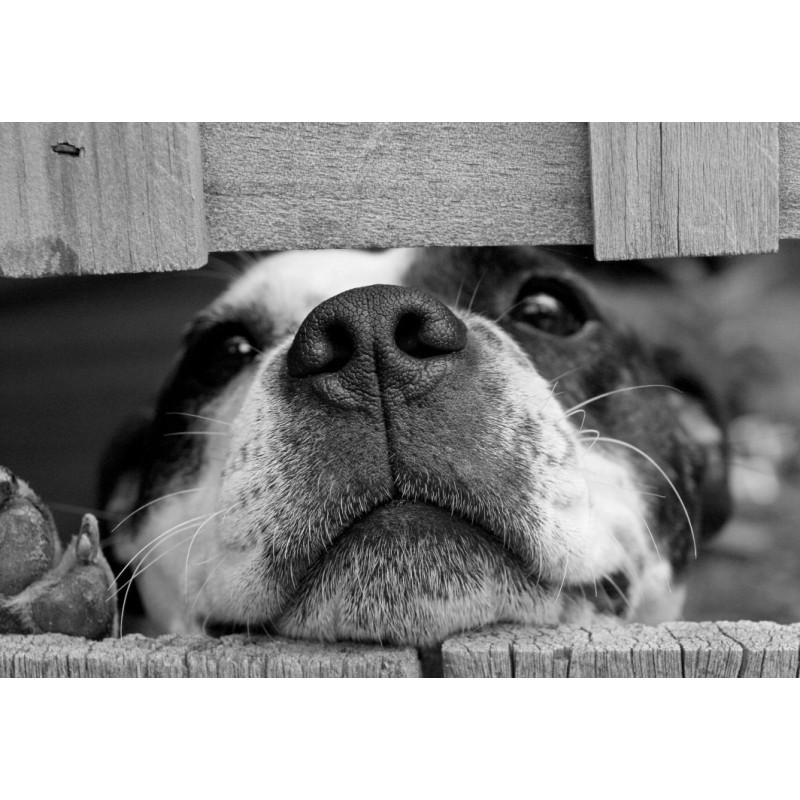 Puzzle 204 piese Grafika Kids - Dog...