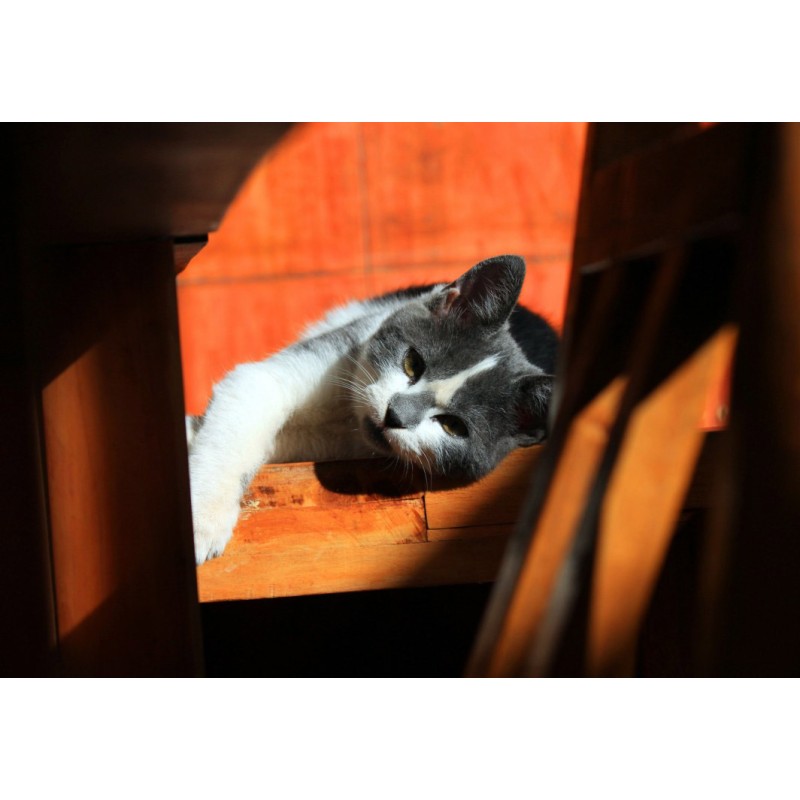 Puzzle 204 piese Grafika Kids -...