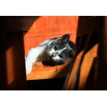 Puzzle 204 piese Grafika Kids - Kitten (Grafika-F-31888)