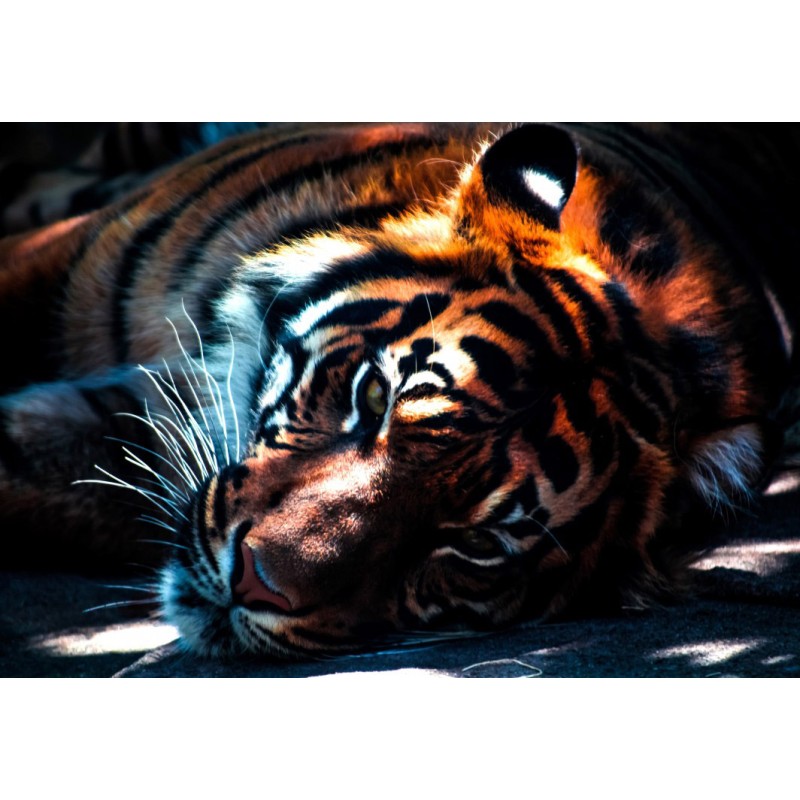Puzzle 204 piese Grafika Kids - Tiger...