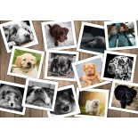 Puzzle 1000 piese Grafika - Dogs (Grafika-F-33071)