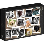 Puzzle 1000 piese Grafika - Dogs (Grafika-F-33071)