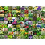 Puzzle 1000 piese Ravensburger - 99 Herbs and Spices (Ravensburger-00073)