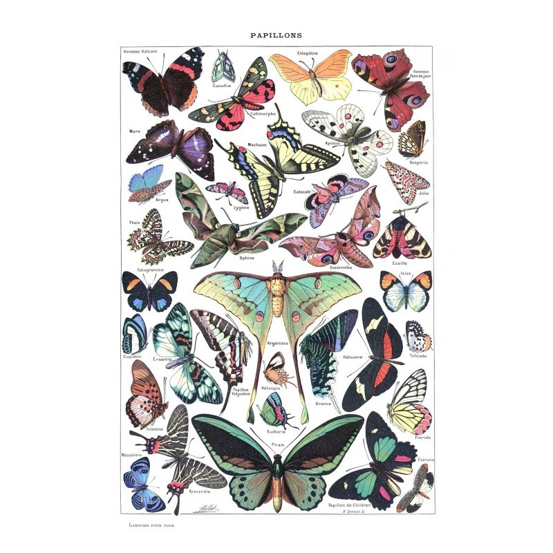 Puzzle 1000 piese Grafika - Illustration from Larousse pour Tous: Butterflies, (Grafika-F-33733)