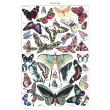 Puzzle 1000 piese Grafika - Illustration from Larousse pour Tous: Butterflies, (Grafika-F-33733)