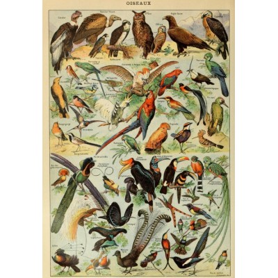 Puzzle 1000 piese Grafika - Illustration from Larousse pour Tous: Birds, 19th (Grafika-F-33738) 2