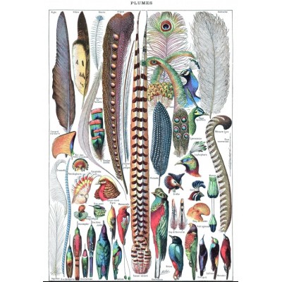Puzzle 1000 piese Grafika - Illustration from Larousse pour Tous: Feathers, 19 (Grafika-F-33741) 2