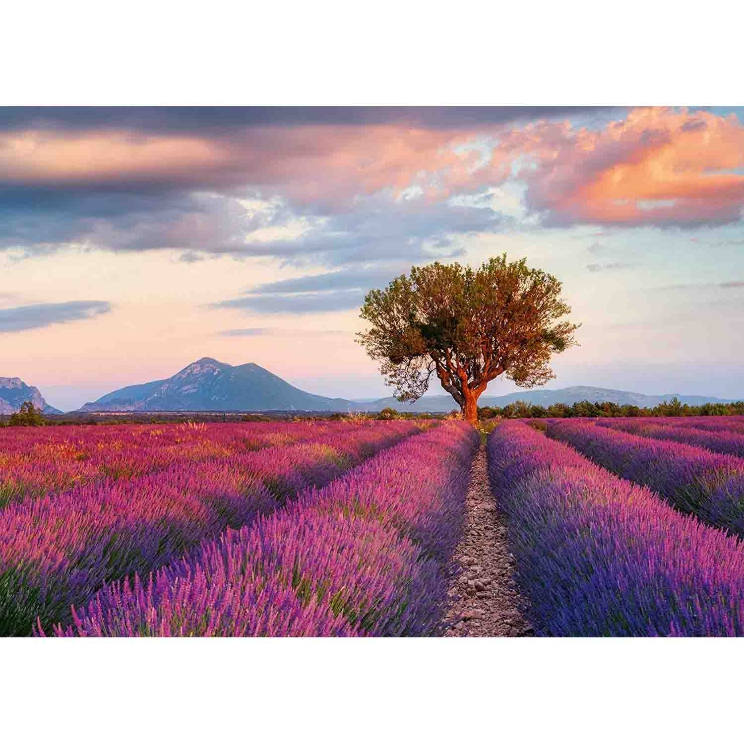 Puzzle 1000 Piese Ravensburger - Camp De Lavanda...