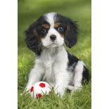 Puzzle 48 piese Schmidt - Greg Cuddiford: My cutest baby animals (Schmidt-56361)