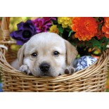 Puzzle Ravensburger -Pisicuta, 2X24 Piese