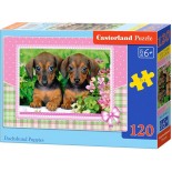 Puzzle Castorland -Dachshund Puppies, 120 Piese