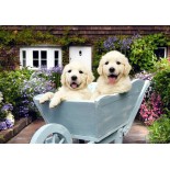 Puzzle Anatolian - Puppies in a Wheelbarrow, 260 Piese (3310)
