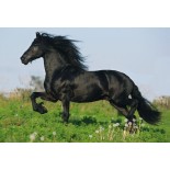 Puzzle Schmidt -Cai, 2X26 + 2X48 Piese, Cutie Metalica (55588)