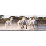 Puzzle panoramic Clementoni - Horses, 1000 Piese (62418)