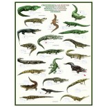 Puzzle Eurographics - Krokodile und Alligatoren, 1000 piese (6000-4680)